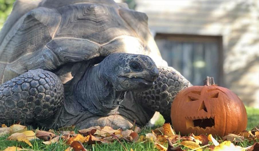 A photograph of a tortoise with a jack-o-lantern (C) Colchester Zoo
